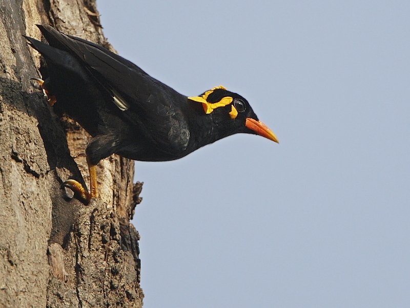 Bird photograph from Goa