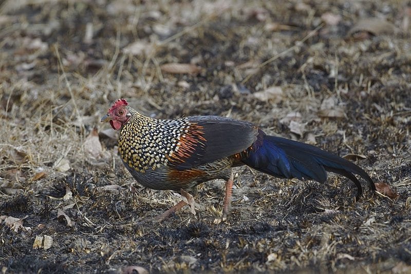Bird photograph from Goa