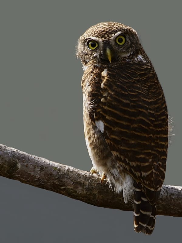 Bird photograph from Goa