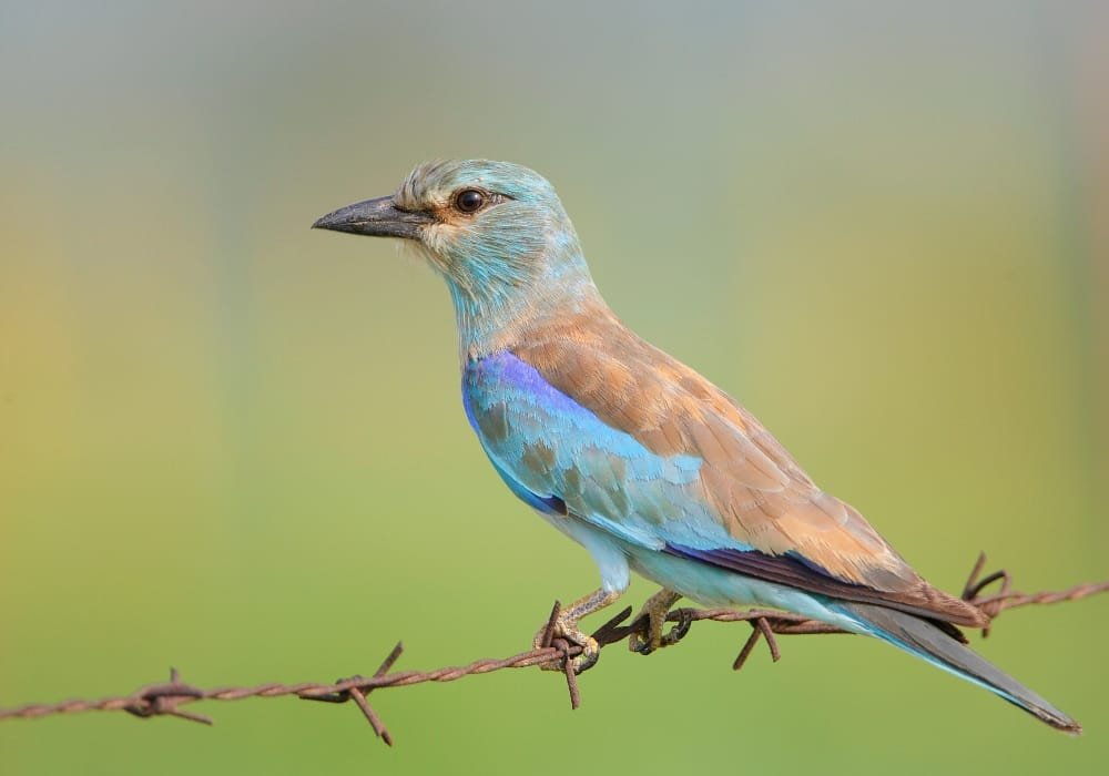 Bird photograph from Goa