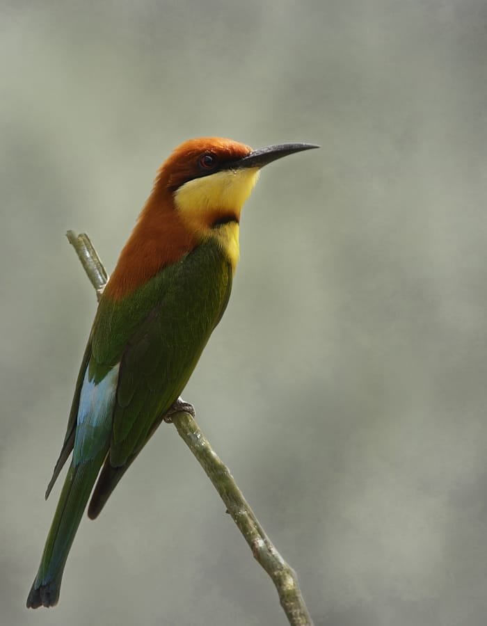 Bird photograph from Goa