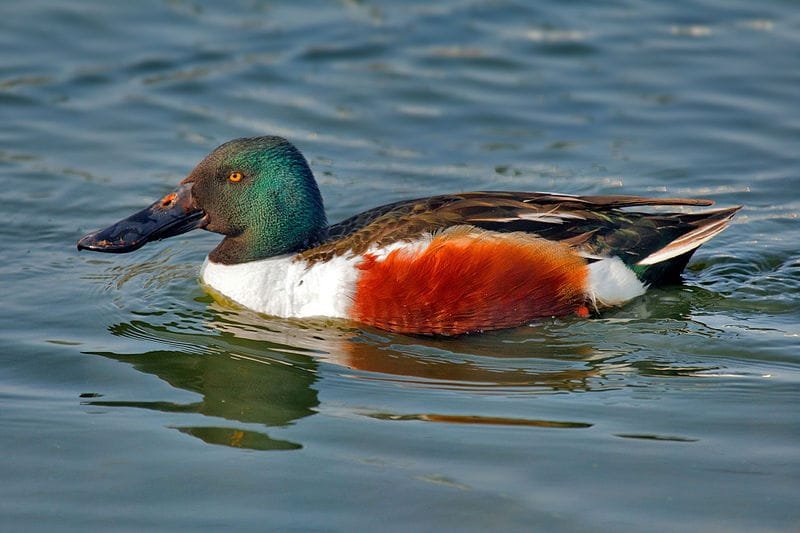 Bird photograph from Goa