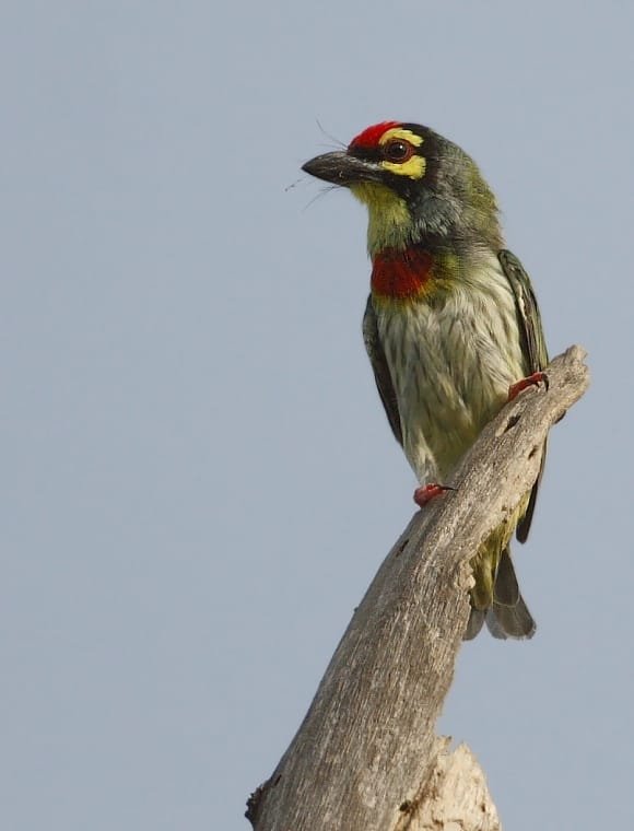 Bird photograph from Goa