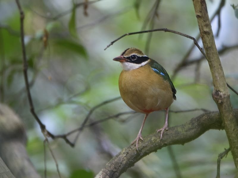 Bird photograph from Goa