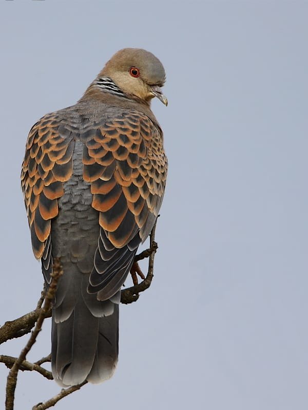 Bird photograph from Goa