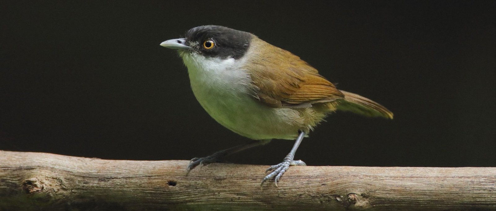 Dark-fronted Babbler