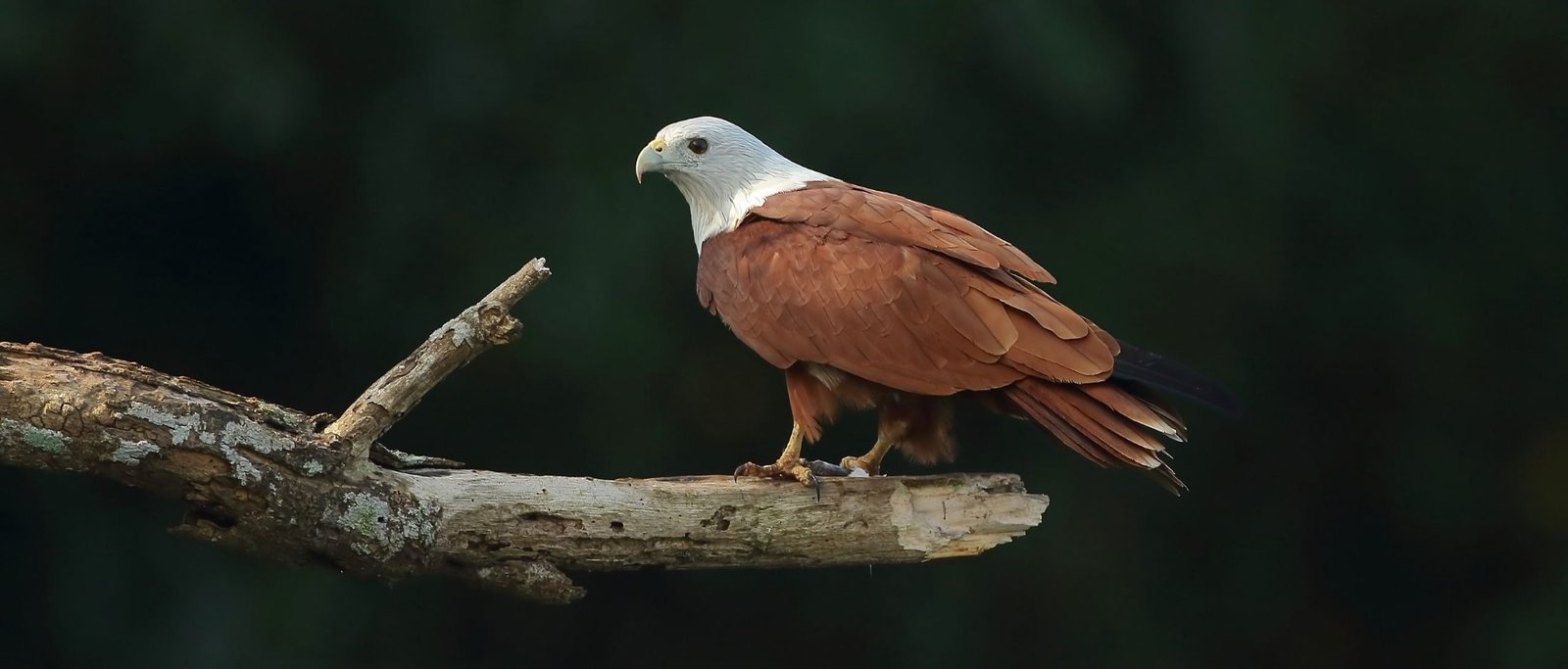 Birding trail Goa