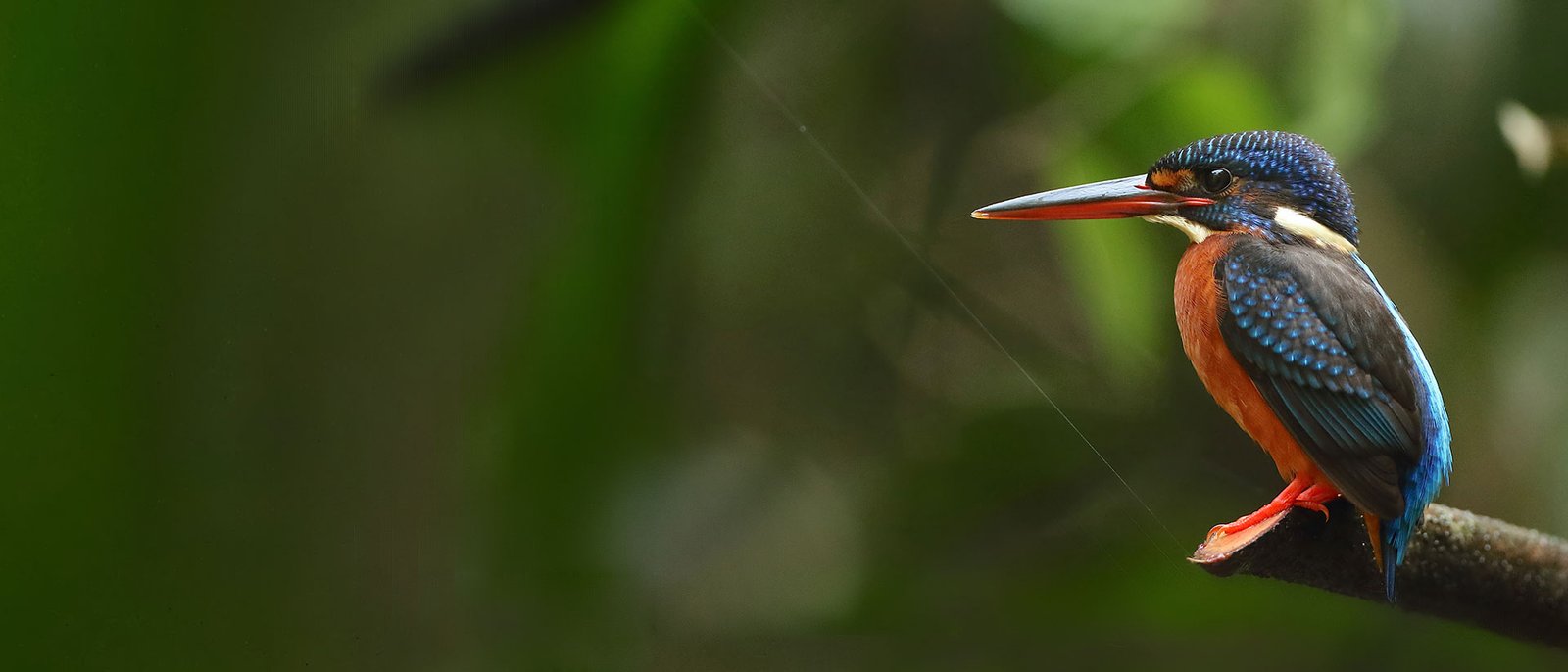 Blue-eared Kingfisher