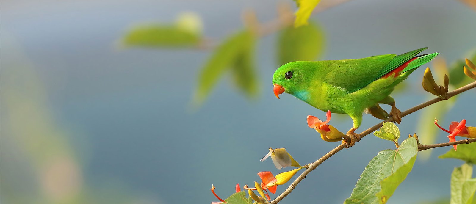 Vernal Hanging Parrot