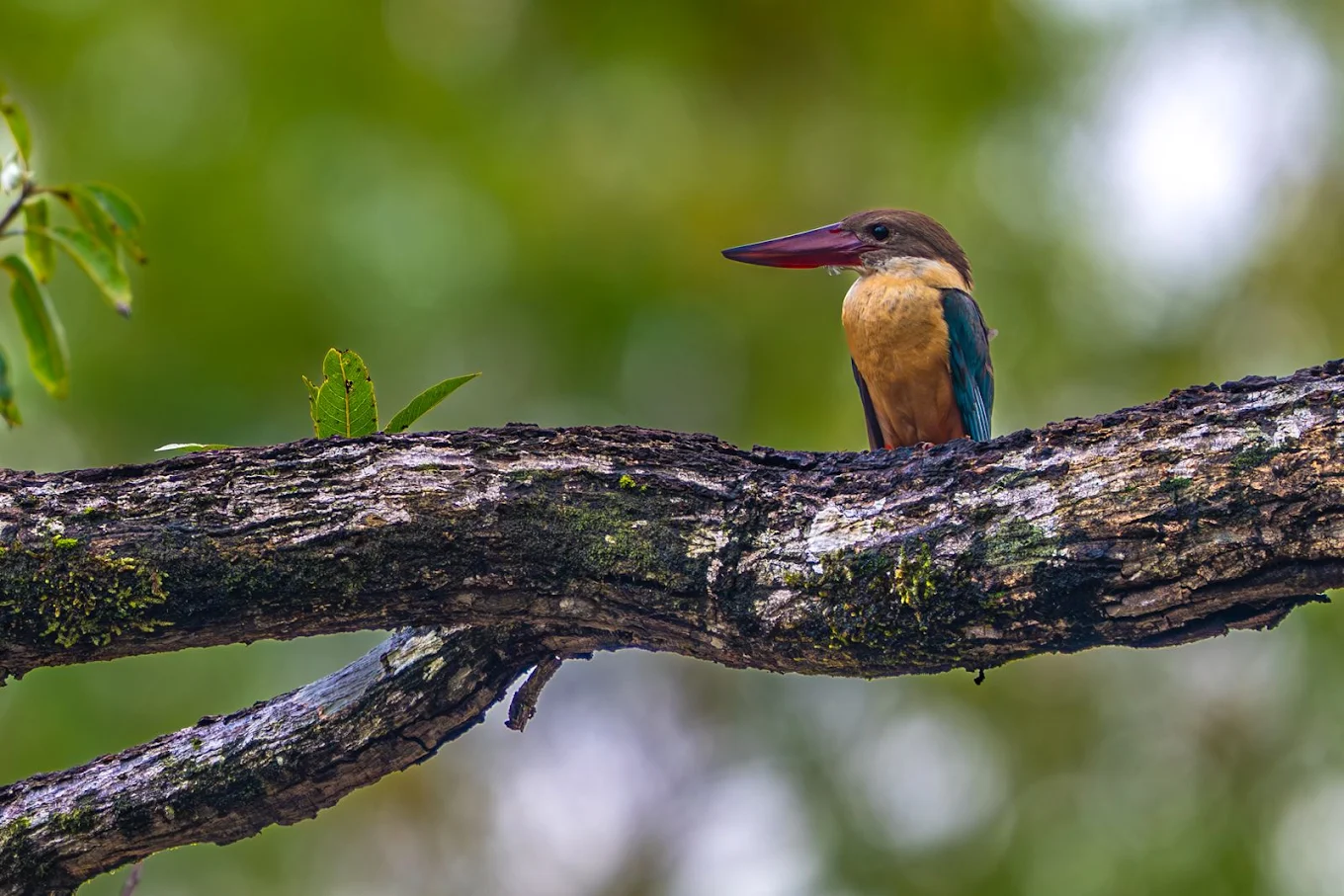 Weekend Birding