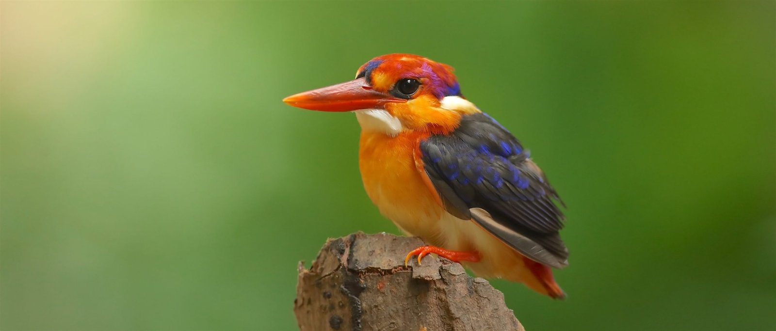 Bird sighting in Goa